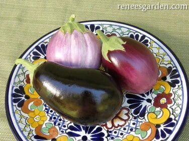 Renee's Garden Specialty Eggplants Italian Trio Seeds