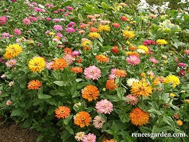 Renee's Garden Cactus Zinnias Heirloom Raggedy Anne Seeds