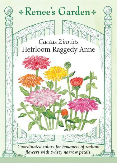 Renee's Garden Cactus Zinnias Heirloom Raggedy Anne Seeds
