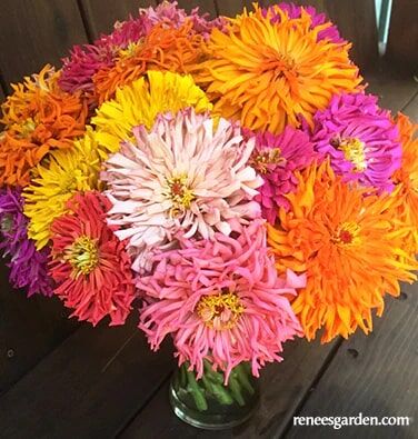 Renee's Garden Cactus Zinnias Heirloom Raggedy Anne Seeds