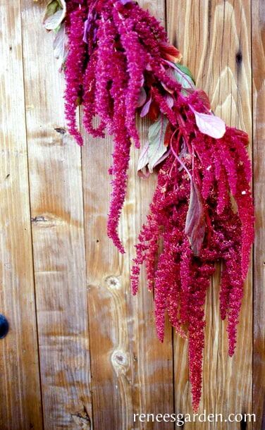 Renee's Garden Heirloom Amaranth Love Lies Bleeding Seeds