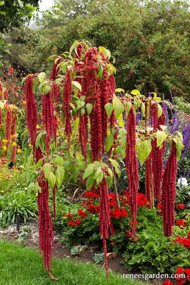 Renee's Garden Heirloom Amaranth Love Lies Bleeding Seeds