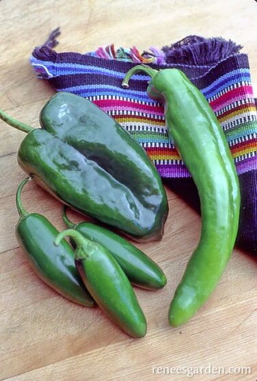 Renee's Garden Chile Peppers Southwestern Chile Trio Seeds
