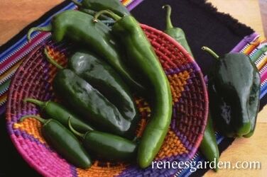 Renee's Garden Chile Peppers Southwestern Chile Trio Seeds