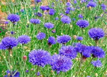 Renee's Garden Heirloom Cornflowers Blue Boy Seeds