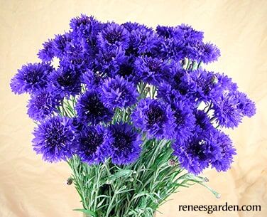 Renee's Garden Heirloom Cornflowers Blue Boy Seeds