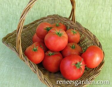 Renee's Garden Beefsteak Tomato Big Beef Seeds