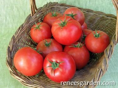 Renee's Garden Beefsteak Tomato Big Beef Seeds