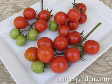 Renee's Garden Heirloom Tomatoes Camp Joy Cherry Seeds