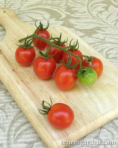 Renee's Garden Heirloom Tomatoes Camp Joy Cherry Seeds