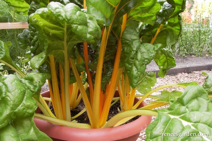 Renee's Garden Container Chard Pot of Gold Seeds