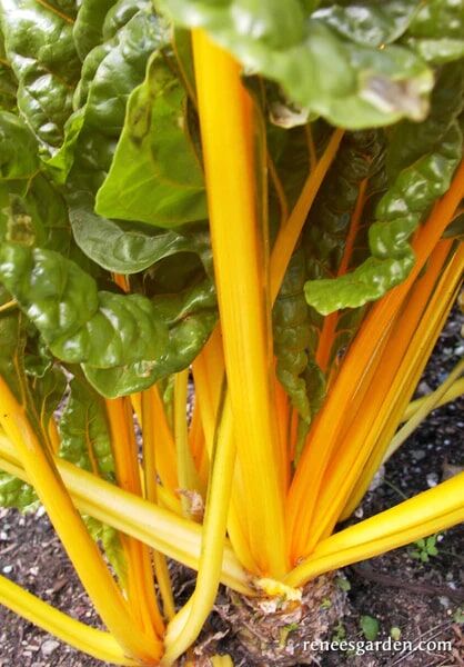 Renee's Garden Container Chard Pot of Gold Seeds