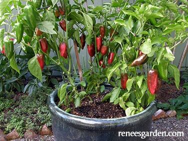 Renee's Garden Container Sweet Pepper Pizza My Heart Seeds