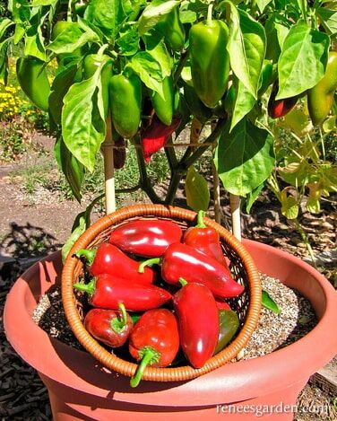 Renee's Garden Container Sweet Pepper Pizza My Heart Seeds