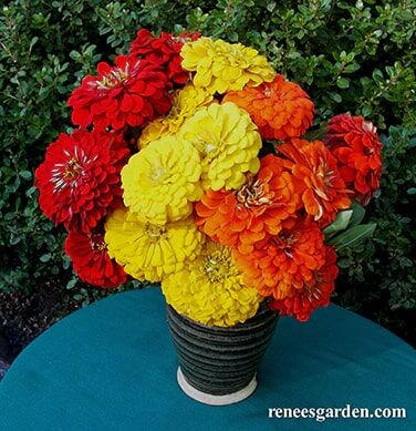 Renee's Garden Cutting Zinnias Hot Crayon Colors Seeds