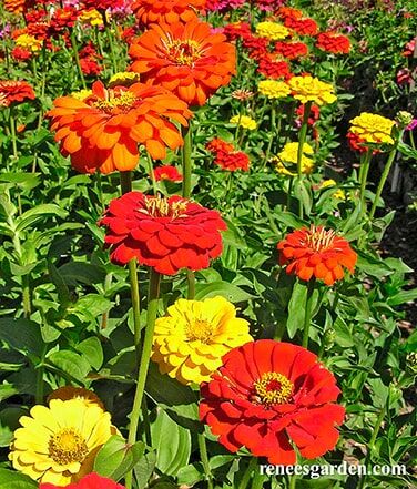 Renee's Garden Cutting Zinnias Hot Crayon Colors Seeds