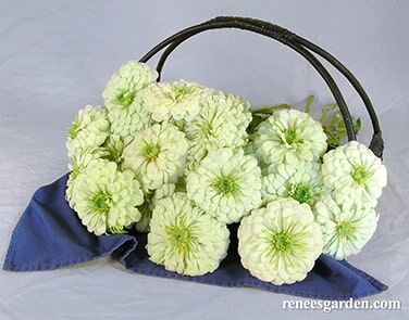 Renee's Garden Heirloom Butterfly Zinnias Polar Bear Seeds