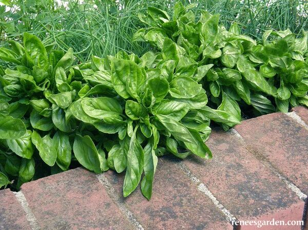 Renee's Garden Large-Leaf Container Basil Italian Cameo Seeds