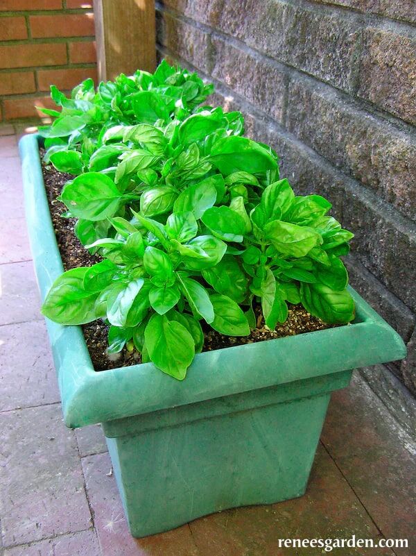 Renee's Garden Large-Leaf Container Basil Italian Cameo Seeds