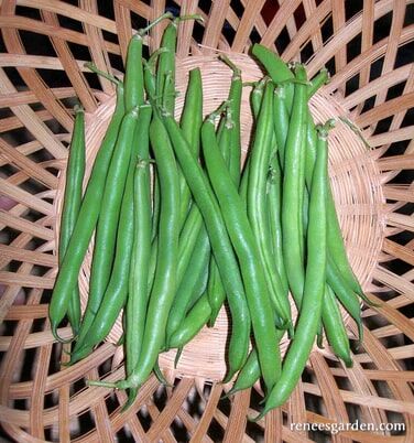 Renee's Garden Bush Bean Classic Slenderette Seeds