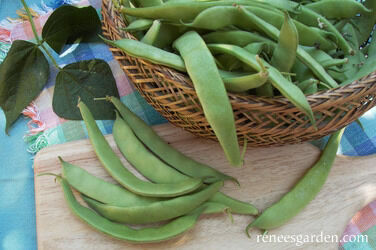 Renee's Garden Italian Bush Beans Roma Improved Seeds