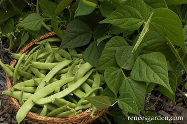 Renee's Garden Italian Bush Beans Roma Improved Seeds