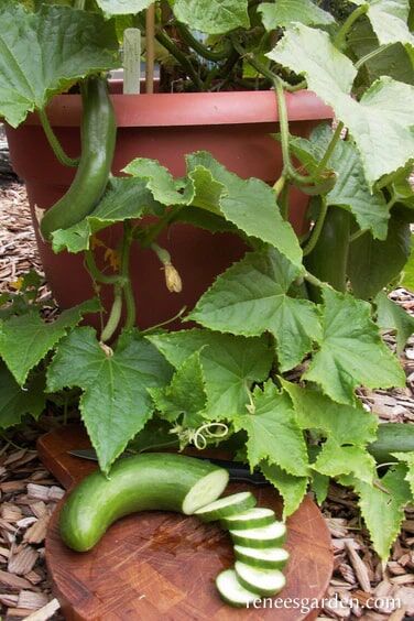 Renee's Garden Container Cucumber Bush Slicer Seeds