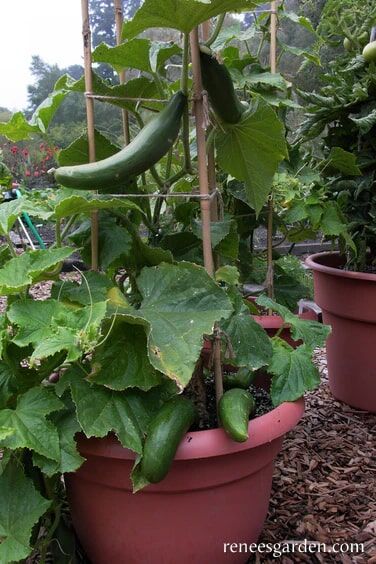 Renee's Garden Container Cucumber Bush Slicer Seeds