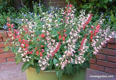 Renee's Garden Container/Pollinator Salvia Bee Heaven Seeds