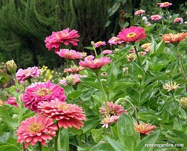 Renee's Garden Heirloom Butterfly Zinnia Mix State Fair Gold Medal Seeds