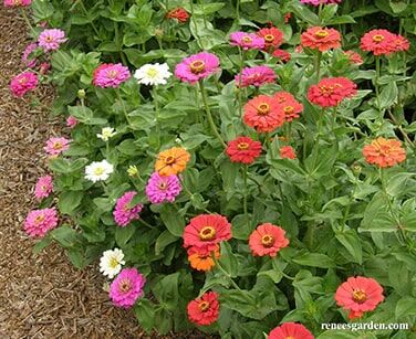 Renee's Garden Heirloom Butterfly Zinnia Mix State Fair Gold Medal Seeds