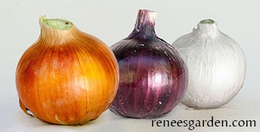 Renee's Garden Long Keeping Onions Rainbow Trio Seeds