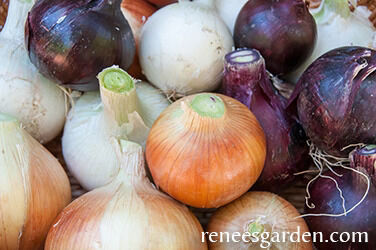 Renee's Garden Long Keeping Onions Rainbow Trio Seeds