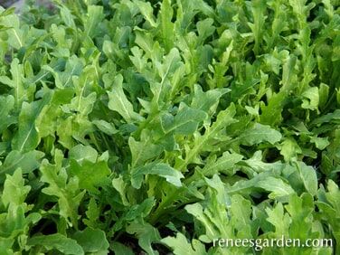 Renee's Garden Kitchen Herbs Heirloom Rustic Arugula Seeds