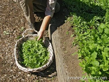 Renee's Garden Kitchen Herbs Heirloom Rustic Arugula Seeds