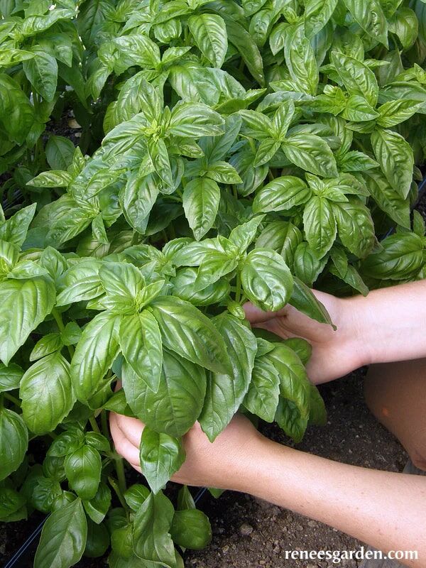 Renee's Garden Heirloom Herbs Sweet Green Basil Seeds