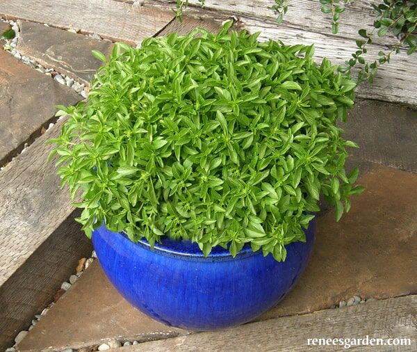 Renee's Garden Kitchen Herbs Windowbox Mini Basil Seeds