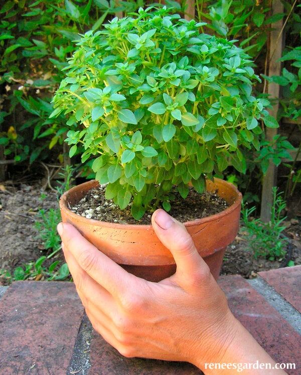 Renee's Garden Kitchen Herbs Windowbox Mini Basil Seeds