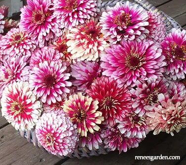 Renee's Garden Butterfly Zinnias Summer Pinwheels Seeds