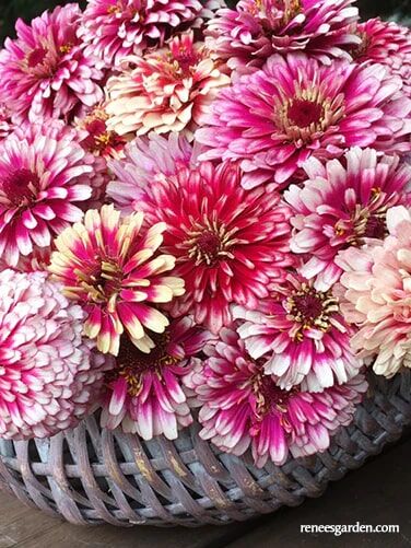 Renee's Garden Butterfly Zinnias Summer Pinwheels Seeds