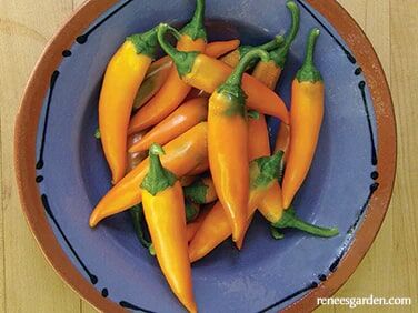 Renee's Garden Heirloom Chiles Bulgarian Carrot Seeds