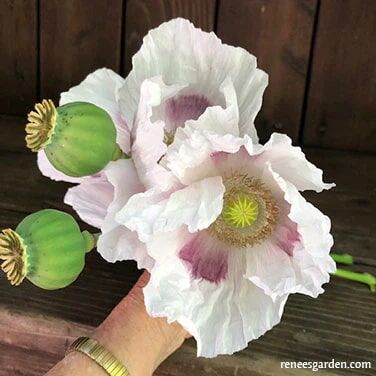 Renee's Garden Heirloom Poppies Hungarian Breadseed Poppy Seeds