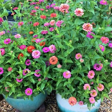 Renee's Garden Heirloom Dwarf Zinnias Thumbelina Mix Seeds