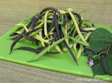 Renee's Garden Tricolor Bush Beans Gold, Purple & Green Seeds