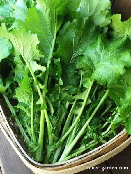 Renee's Garden Heirloom Broccoli Raab Super Rapini Seeds