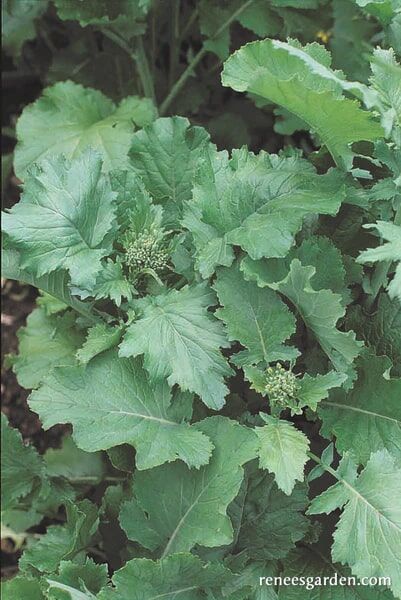Renee's Garden Heirloom Broccoli Raab Super Rapini Seeds