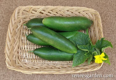 Renee's Garden Mediterranean Cucumber Garden Oasis Seeds