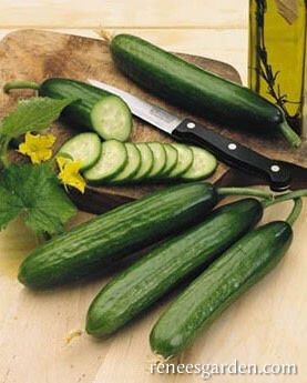 Renee's Garden Mediterranean Cucumber Garden Oasis Seeds