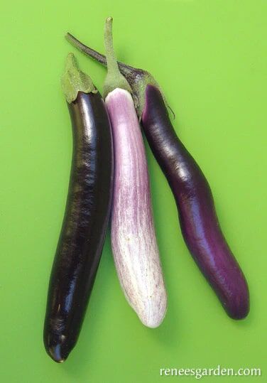 Renee's Garden Specialty Eggplants Asian Trio Seeds