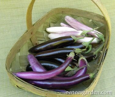 Renee's Garden Specialty Eggplants Asian Trio Seeds